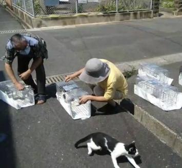 【返礼品なし】「てくてくさくらねこ」　地域猫活動支援【てくてくさくらねこの会】_KA1118