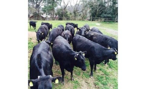 【すき焼きのたれ付！】むなかた牛肩ローススライス500g【すすき牧場】_KA0639