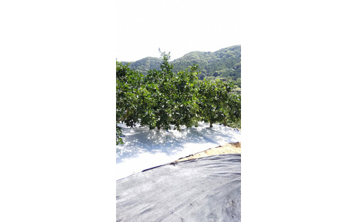 JAむなかた柑橘ブランド「姫神みかん（せとか）」約3kg【JAほたるの里】_HA0680