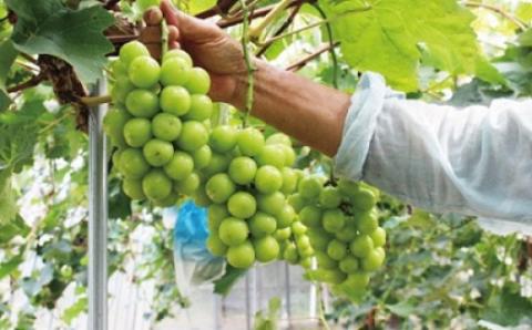 JAむなかた厳選【むなかた産シャインマスカット】1房(800ｇ以上)【JAほたるの里】_HA0913