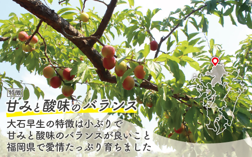 【JAむなかた すもも部会より】すもも(大石早生)1kg(250g×4パック)【JAほたるの里】_HA1254