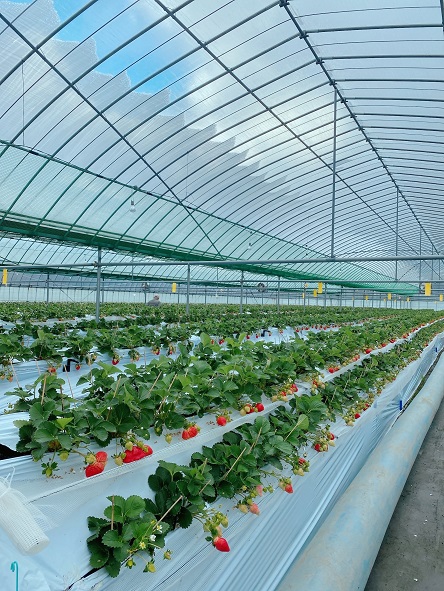 【先行予約】【2025年12月中旬より順次発送】福岡県産　あまおう　4パックセット【ナチュレッシュ・ファーム】_HA1335