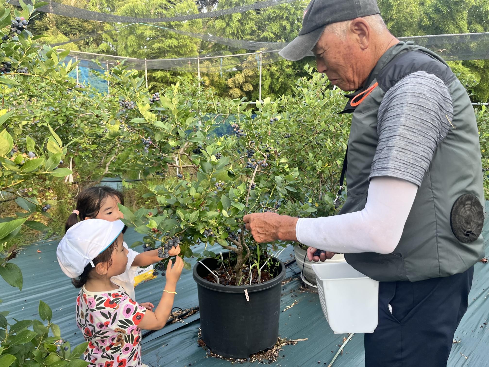 【数量限定】【2026年4月末より順次発送】お驚きの大きさ！大粒ブルーベリー(1kg) 農薬不使用 有機栽培【えのさんのブルーベリー園】_HA1355