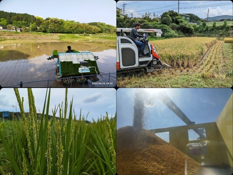 令和7年産 むなかた産 米 ぴかまる 10kg【みきふぁーむ】_HA1544