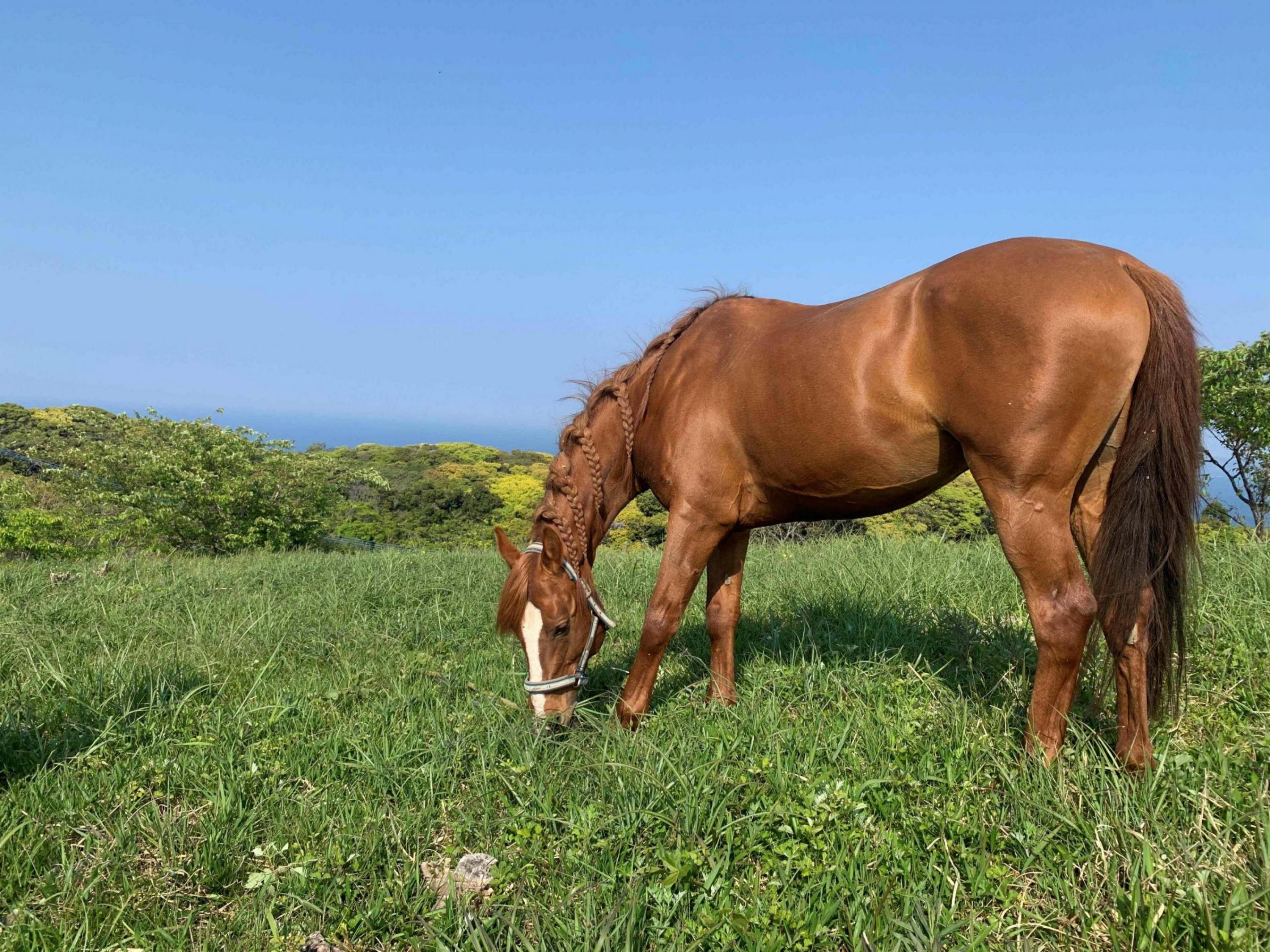 乗馬体験チケット 離島 大島コース 【カナディアンキャンプ乗馬クラブ】_HA1711
