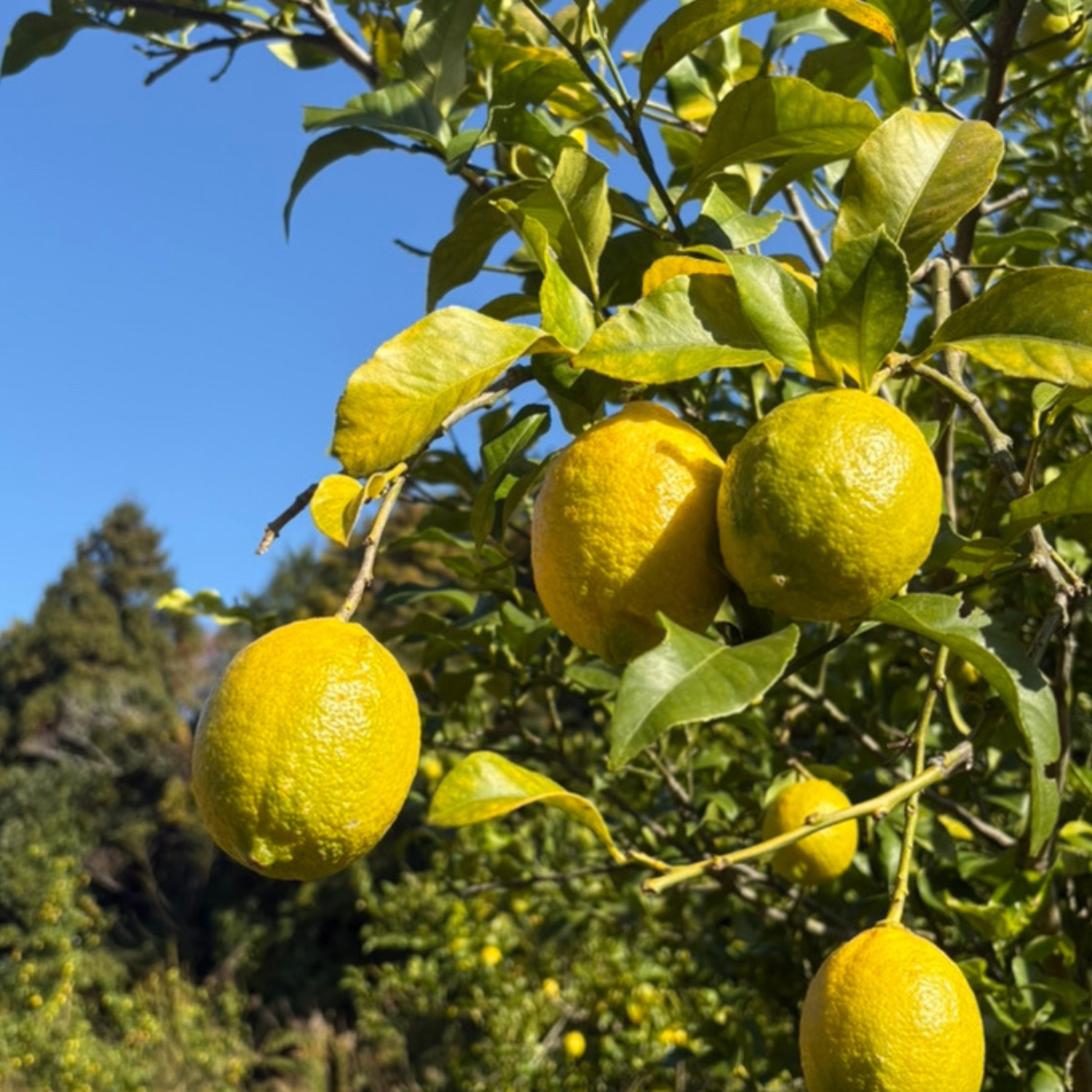 【2026年11月～5月順次発送】【先行予約】【先行受付】宗像産レモン2kg【道の駅むなかた】_HA1817