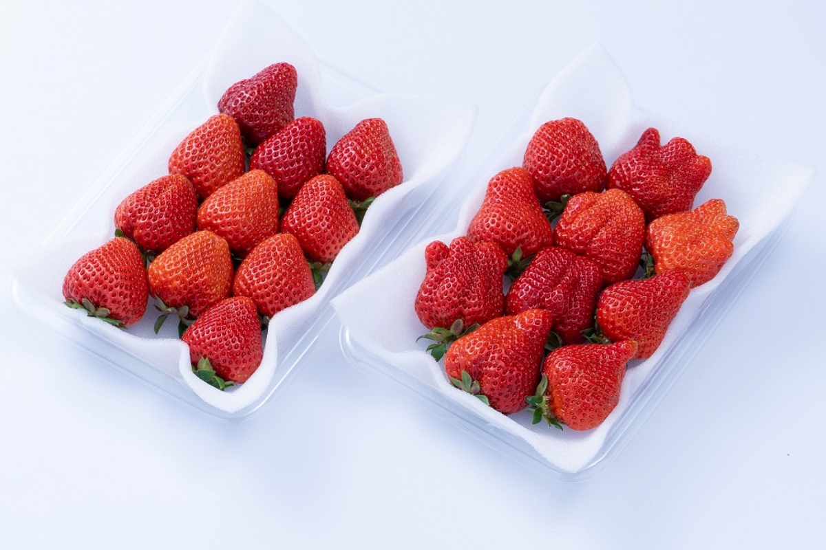 福岡産【冬】あまおう2パック(約250g～/1パック)【南国フルーツ株式会社】_HA1909