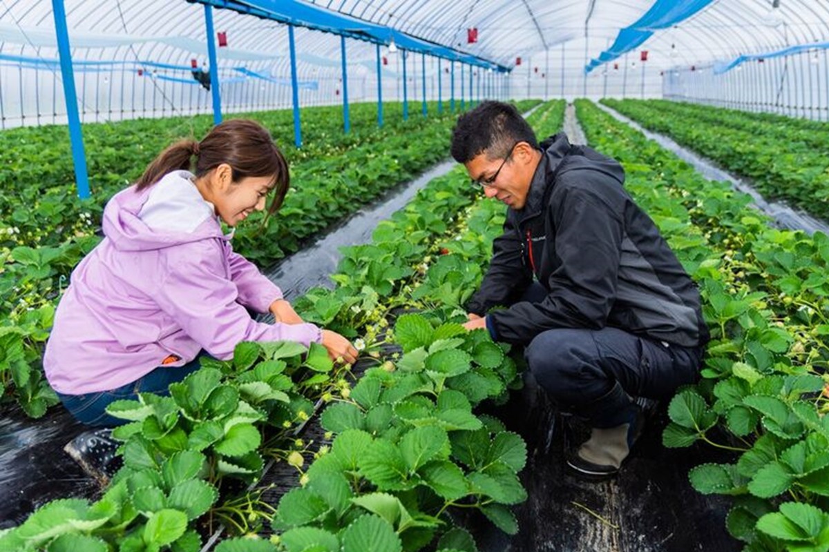 特別栽培特選あまおう400g【うるう農園】_HA1969