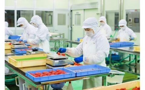 【完全受注生産！】できたて「生」明太子400g【海千】_KA0668