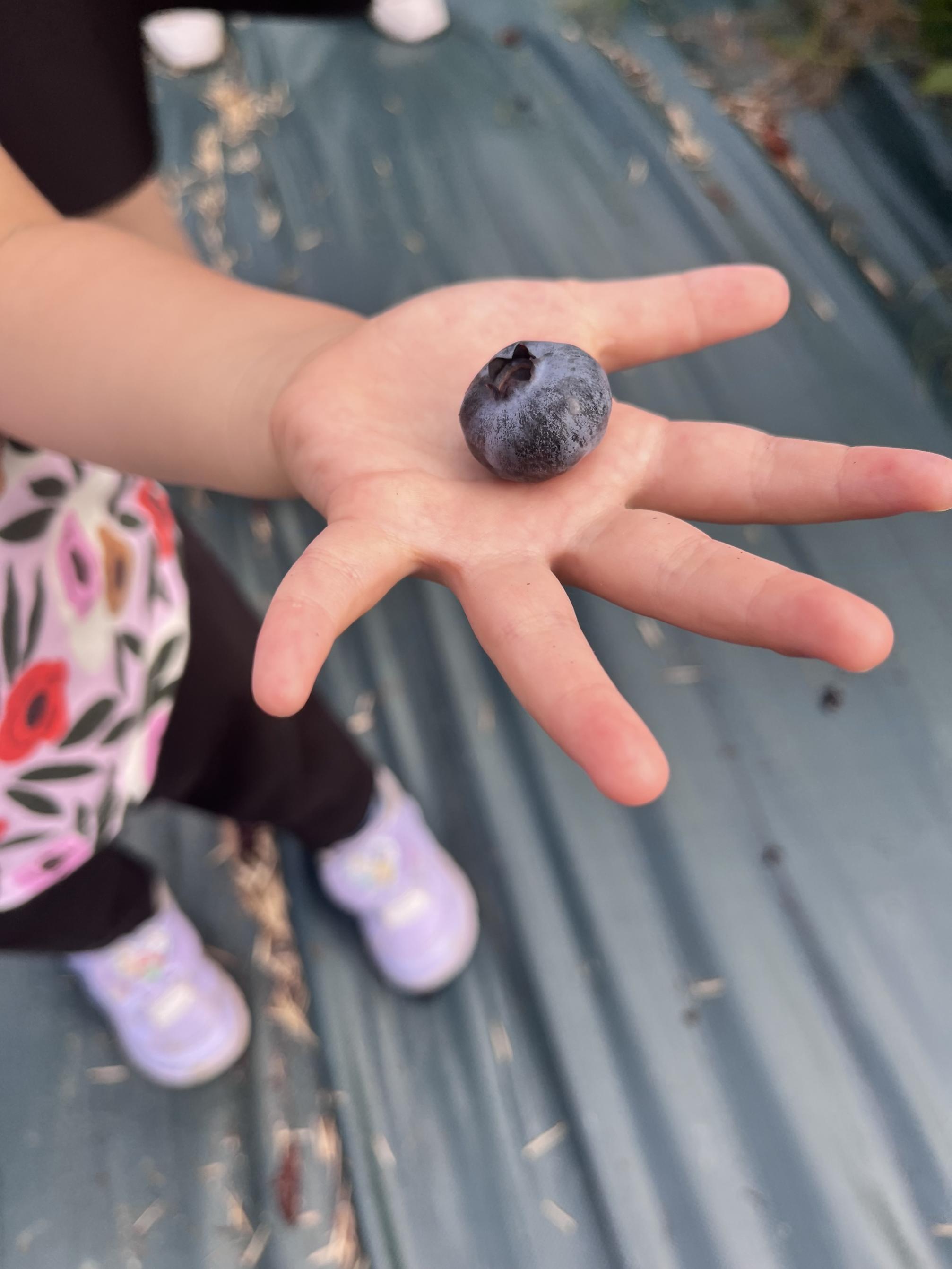 【数量限定】【2026年4月末より順次発送】お驚きの大きさ！大粒ブルーベリー(1kg) 農薬不使用 有機栽培【えのさんのブルーベリー園】_HA1355