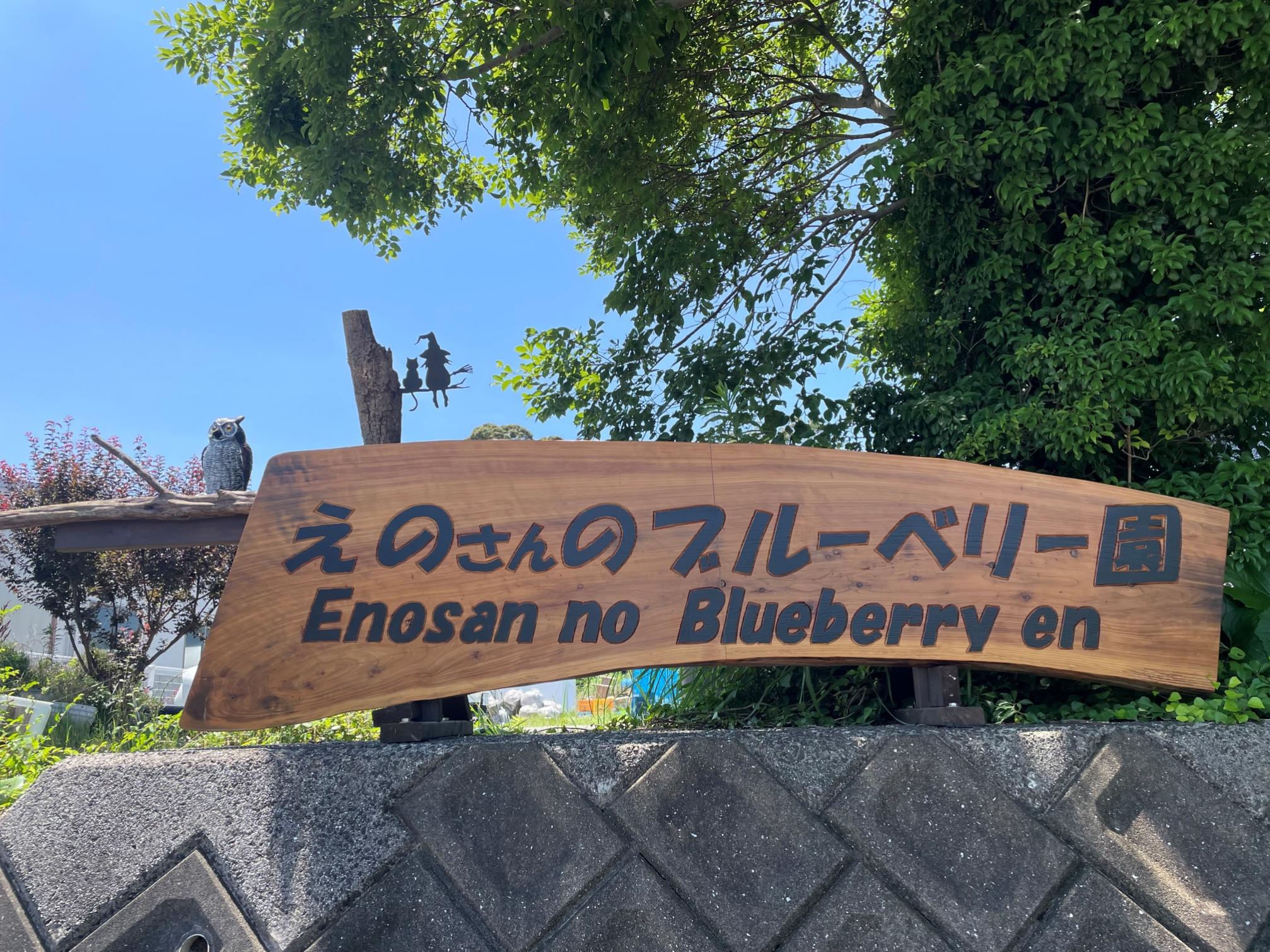 【数量限定】【2026年4月末より順次発送】お驚きの大きさ！大粒ブルーベリー(500g) 栽培期間中農薬不使用 有機栽培【えのさんのブルーベリー園】_HA1356