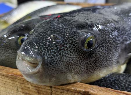 玄海灘　天然ふぐ　塩焼き・味噌汁・雑炊スープ【共進丸】_HA1412