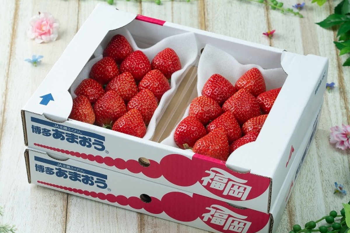 福岡産【冬】あまおう2パック(約250g～/1パック)【南国フルーツ株式会社】_HA1909