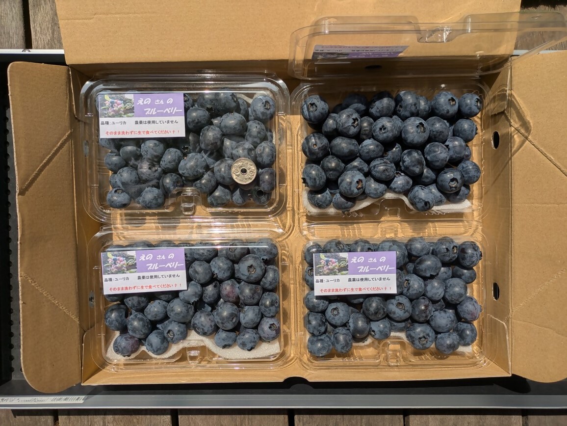 【数量限定】【2026年4月末より順次発送】お驚きの大きさ！大粒ブルーベリー(1kg) 農薬不使用 有機栽培【えのさんのブルーベリー園】_HA1355