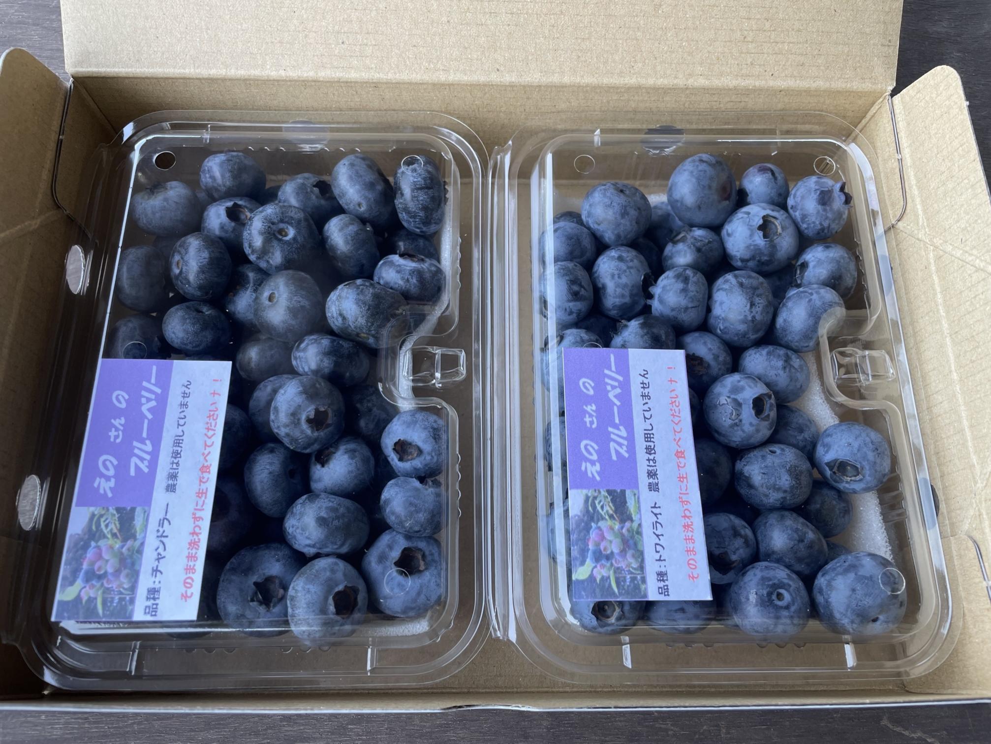 【数量限定】【2026年4月末より順次発送】お驚きの大きさ！大粒ブルーベリー(500g) 栽培期間中農薬不使用 有機栽培【えのさんのブルーベリー園】_HA1356