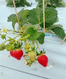 福岡県産　苺　よつぼし　250g×4パック【ナチュレッシュ・ファーム・ジェイピー】_KA1387