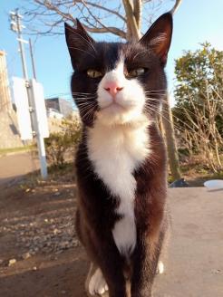 【返礼品なし】「てくてくさくらねこ」　地域猫活動支援【てくてくさくらねこの会】_KA1118