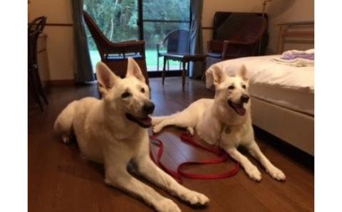 ペットと泊まれるゆったりゆっくりプラン（ペア宿泊券）【はなわらび】_KA0538