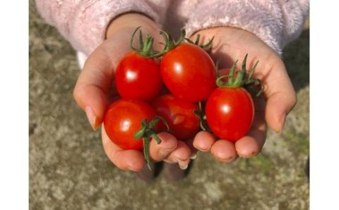 【2026年収穫分 受付スタート!】まるでフルーツ！「とMAX」ミニトマトアイコ(1kg)【とまとのまつお】_HA0375