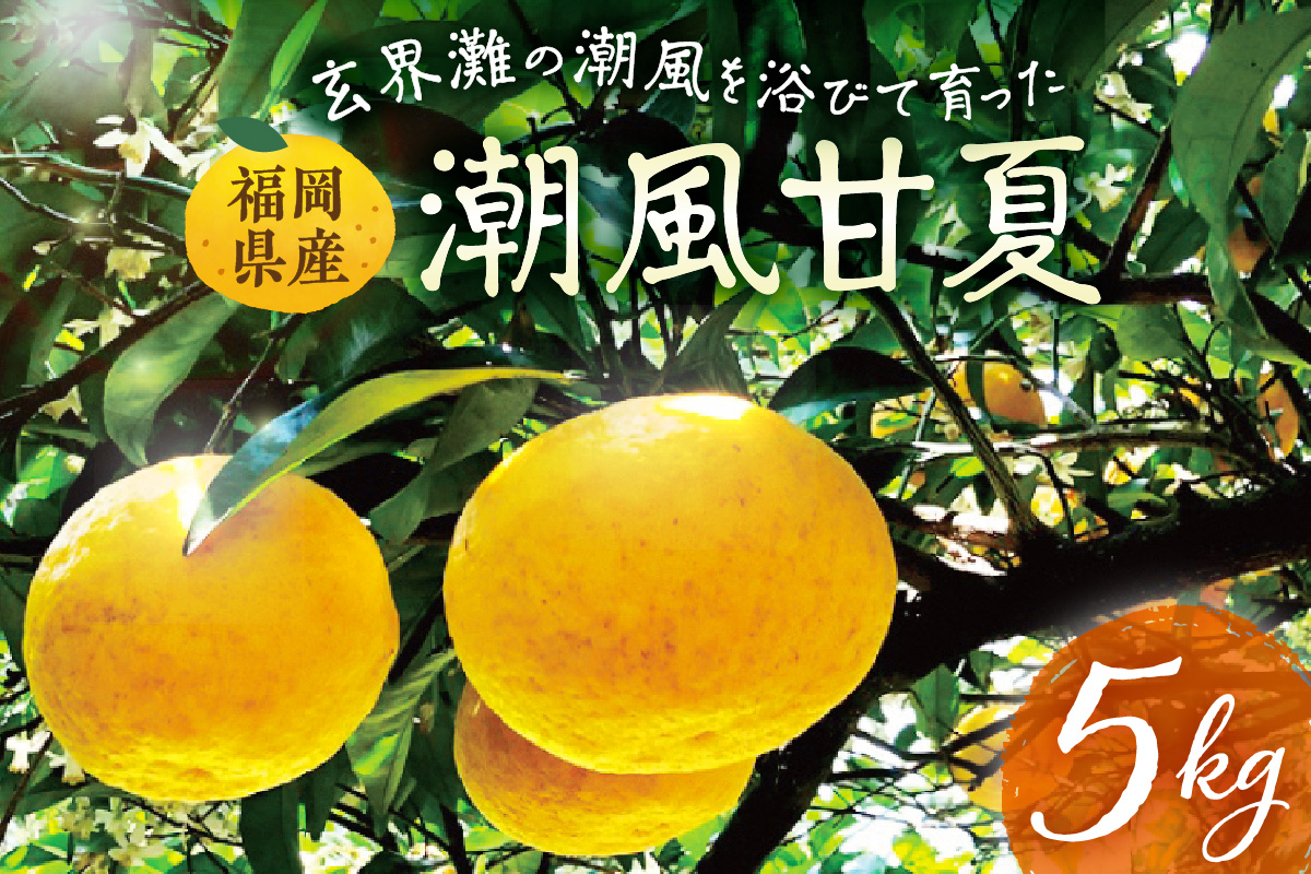 玄界灘の潮風を浴びて・・・【潮風甘夏5kg】【ほたるの里】_HA0489