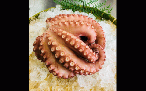 宗像産地ダコ丸ごとボイル【約1kg】【マルケイ水産】_HA0997