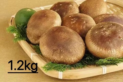 【一週間以内に発送】生しいたけ　肉厚シイタケ　無農薬　菌床栽培　1.2kg【ハタモト農産】_HA1003
