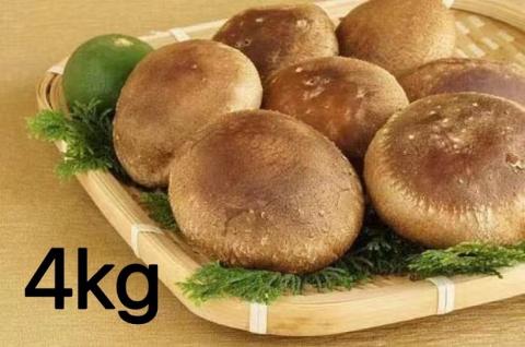 【一週間以内に発送】生しいたけ　肉厚シイタケ　無農薬　菌床栽培　4kg【ハタモト農産】_HA1004