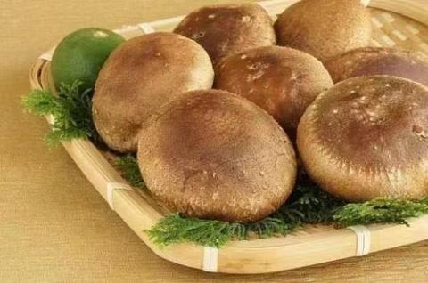 【一週間以内に発送】生しいたけ　肉厚シイタケ　無農薬　菌床栽培　特大　12枚【ハタモト農産】_HA1007