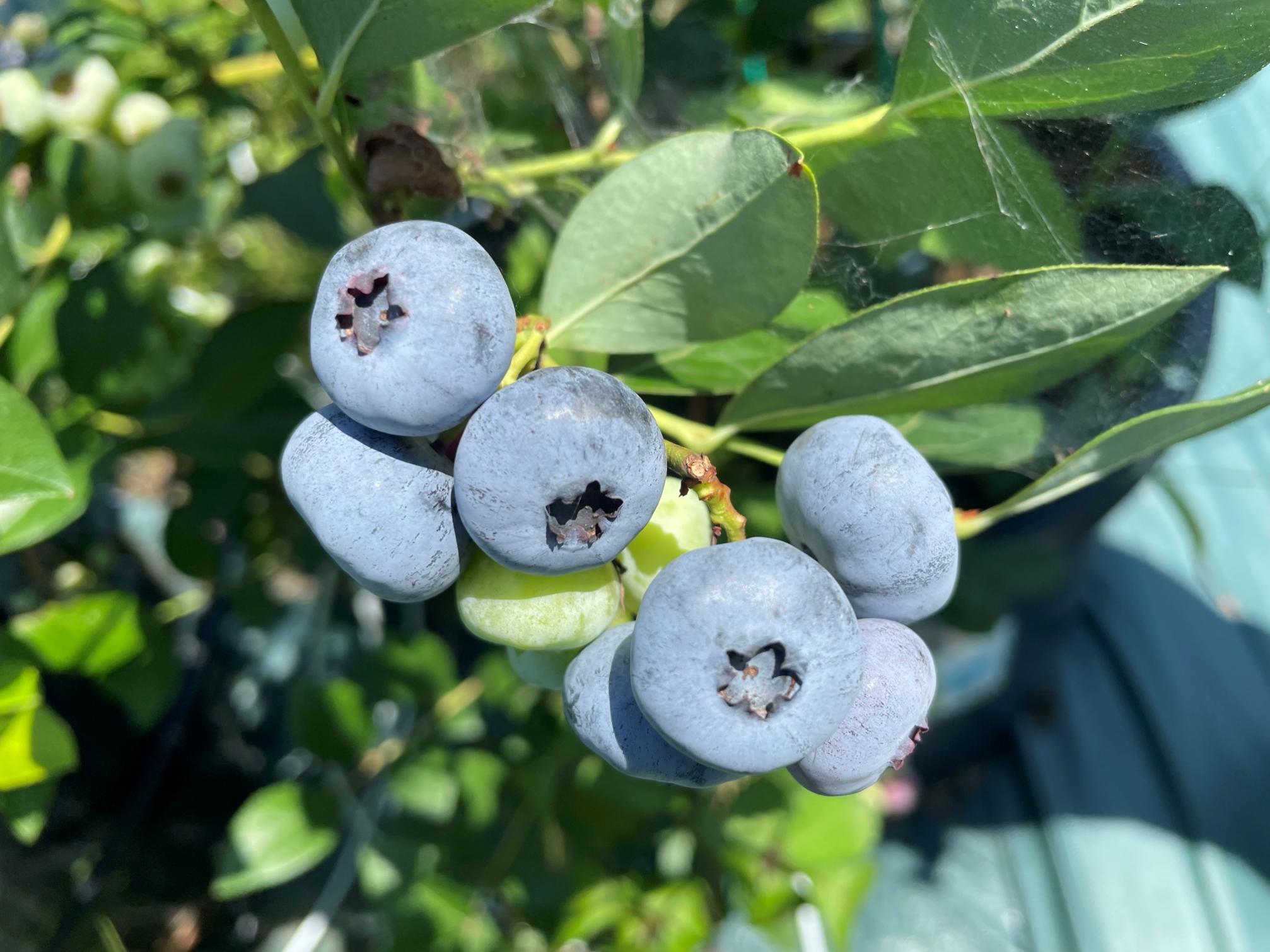 【数量限定】【2026年4月末より順次発送】お驚きの大きさ！大粒ブルーベリー(1kg) 農薬不使用 有機栽培【えのさんのブルーベリー園】_HA1355