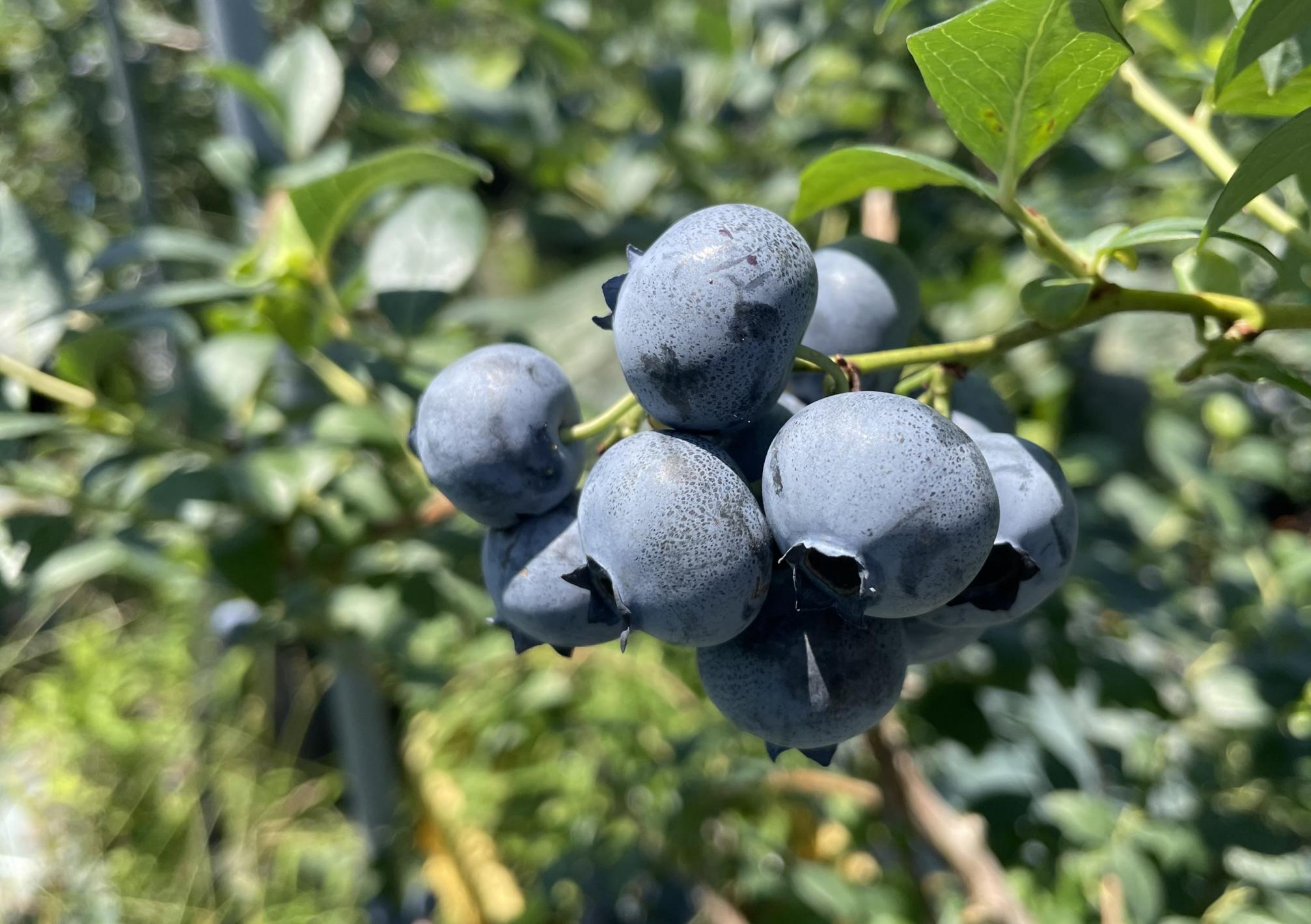 【数量限定】【2026年4月末より順次発送】お驚きの大きさ！大粒ブルーベリー(500g) 栽培期間中農薬不使用 有機栽培【えのさんのブルーベリー園】_HA1356