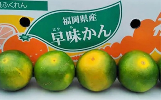 福岡県産 極早生みかん 早味かん 約4kg みかん ミカン フルーツ 果物 国産【2024年9月上旬～下旬発送予定】