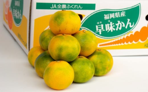 福岡県産 極早生みかん 早味かん 約2kg みかん ミカン フルーツ 果物 国産【2024年9月上旬～下旬発送予定】