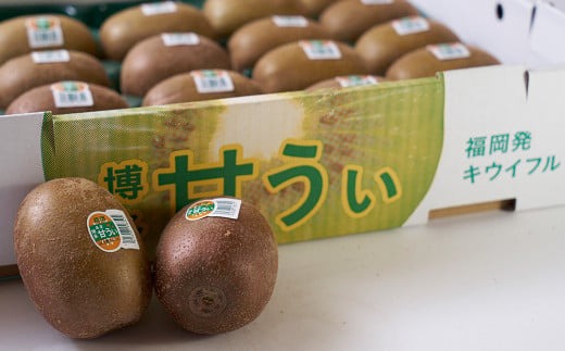 福岡県産 ブランドキウイ 甘うぃ 約1.5kg （12-15玉）キウイ キウイフルーツ フルーツ 果物 国産【2024年10月下旬～11月下旬発送予定】