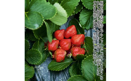 【福岡県産あまおう使用】至福 あまおう大福 合計800g （50g×8個×2セット）化粧箱入