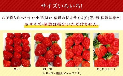 【特別栽培/有機質肥料/アフター保証】うるう農園 あまおう サイズ色々 4パック （約1140g）【2025年12月上旬～2026年1月下旬発送予定】 いちご イチゴ 苺 フルーツ 果物