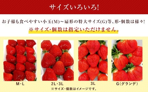 【3回定期便】 うるう農園のあまおう サイズ色々2パック （計約570g） 【2026年2月上旬～4月下旬発送予定】 あまおう いちご 苺 果物 フルーツ 定期便 冷蔵 福岡県 太宰府