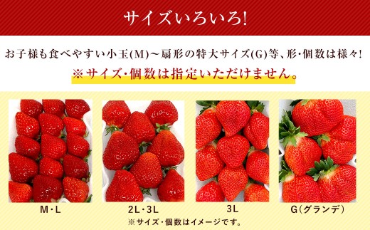 【2回定期便】 うるう農園のあまおう サイズ色々2パック（計約570g） 【2026年3月上旬～4月下旬発送予定】 あまおう いちご 苺 果物 フルーツ 定期便 冷蔵 福岡県 太宰府