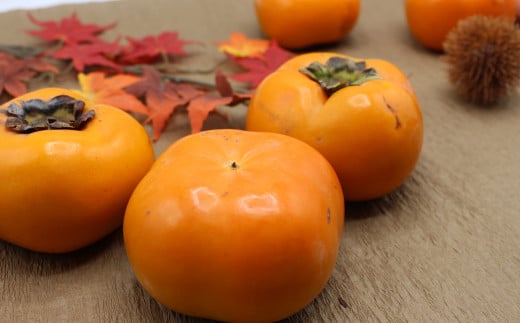 福岡県ブランド柿「秋王」約1.2kg 3Lサイズ4玉入り【2026年10月下旬～11月下旬発送予定】柿 かき カキ フルーツ 果物