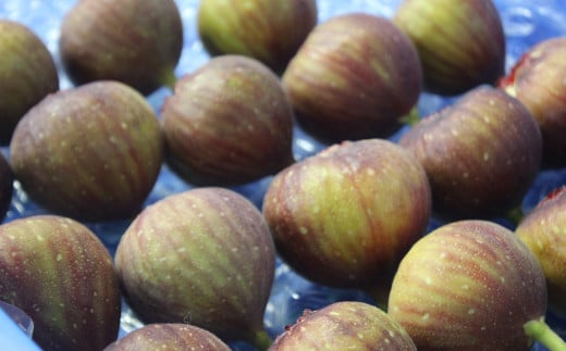 福岡県 ブランド いちじく「博多とよみつひめ」4パック