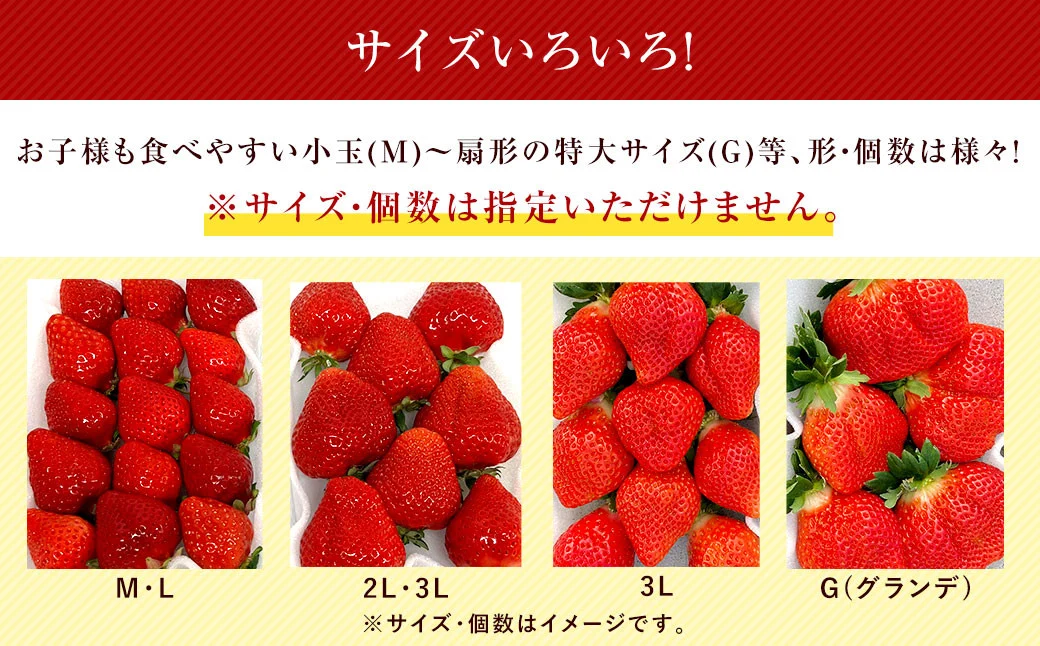 あまおうサイズ色々 約570g（約285g×2パック）【2026年2月上旬発送予定】あまおう いちご 苺 イチゴ フルーツ 果物
