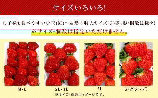 あまおうサイズ色々 約570g（約285g×2パック）【2026年3月～4月上旬発送予定】あまおう いちご 苺 イチゴ フルーツ 果物