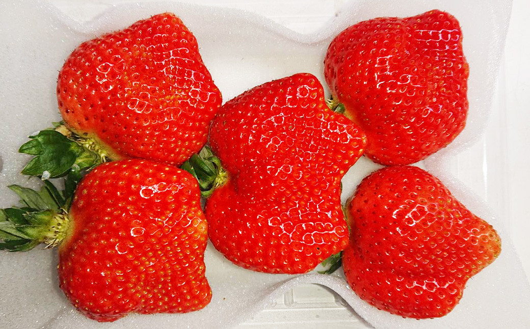 大粒 あまおう 4パック【2025年2月上旬～4月上旬発送予定】