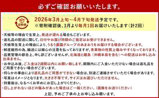 【2回定期便】 うるう農園のあまおう サイズ色々2パック（計約570g） 【2026年3月上旬～4月下旬発送予定】 あまおう いちご 苺 果物 フルーツ 定期便 冷蔵 福岡県 太宰府