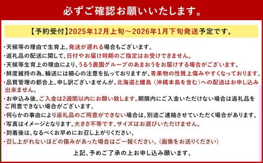 【特別栽培/有機質肥料/アフター保証】うるう農園 あまおう サイズ色々 4パック （約1140g）【2025年12月上旬～2026年1月下旬発送予定】 いちご イチゴ 苺 フルーツ 果物