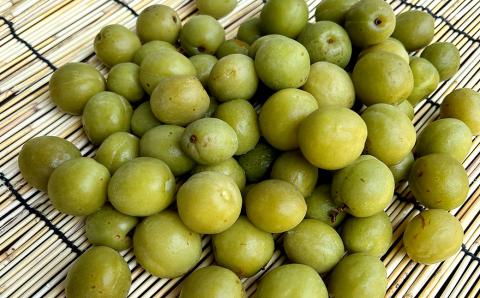 梅クラフトビール 330ml×6本