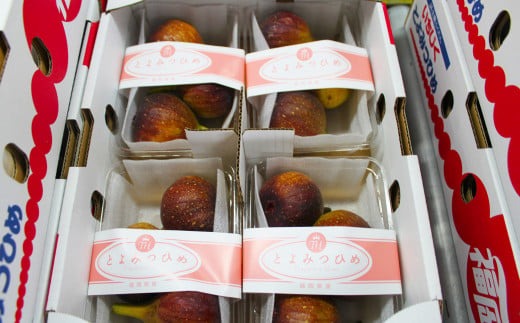 福岡県 ブランド いちじく「博多とよみつひめ」4パック フルーツ 果物 くだもの【2024年8月下旬～2024年10月下旬発送予定】