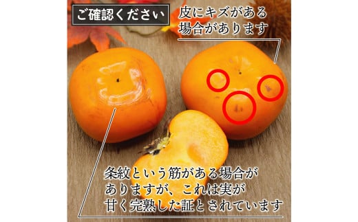 秋のフルーツの王様 ブランド柿 「 秋王 」 化粧箱 約1.75kg 6個入り【2026年10月下旬～11月下旬発送予定】