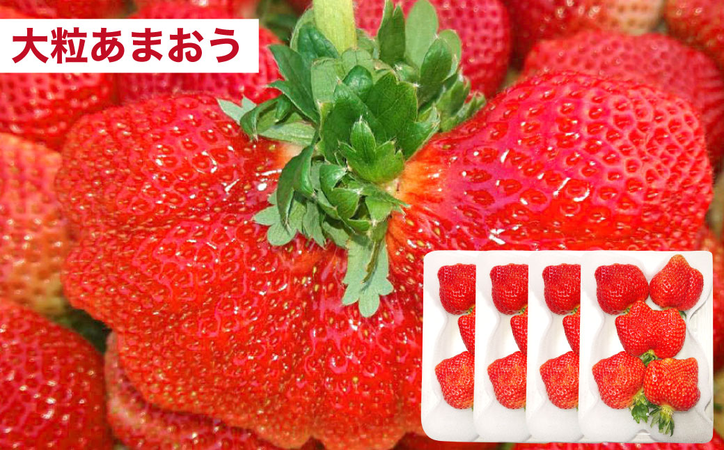 【予約受付・4回定期便】あまおう大好き定期便 あまおう あまおうジェラート あまおうレアチーズケーキ フルーツ 果物【2025年2月上旬～7月下旬発送予定】