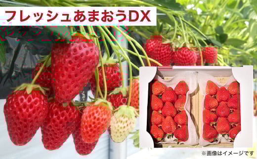 【2024年3月上旬より発送開始】【予約受付・3回定期便】 あまおう 贅沢セット No2 冷凍あまおう あまおうレアチーズケーキ フルーツ 果物