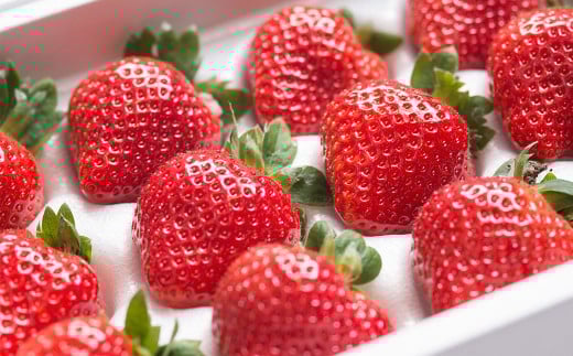 【9月30日で受付終了】福岡県産 あまおう 4パック＆練乳 いちご 苺 フルーツ 国産 セット【2024年11月下旬～2025年3月下旬発送予定】